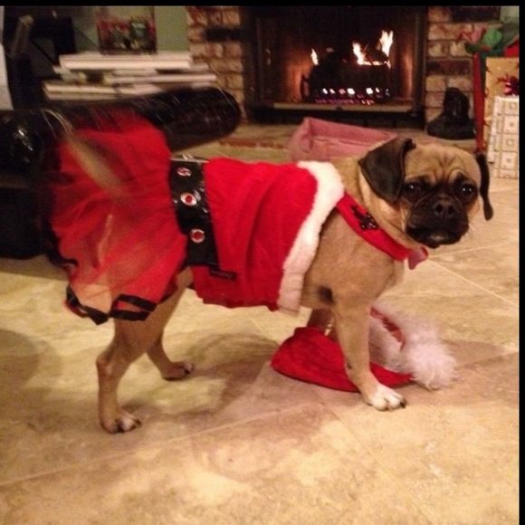 🆕 Santa Mrs. Clause Dog Costume - Sz Medium - Picture 5 of 5